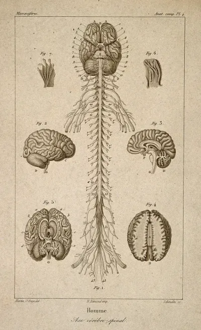 Brain and spinal cord: seven figures