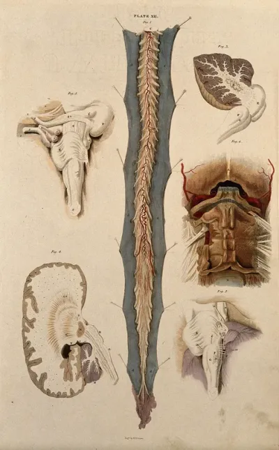 Brain and spinal cord: six figures showing various portions