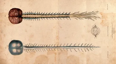 Brain and spinal cord: two figures
