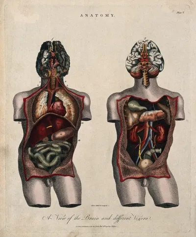 Brain and viscera: two figures showing a dissected torso, with brain and internal organs
