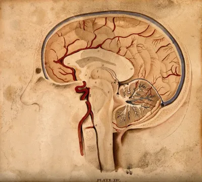Brain: lateral section