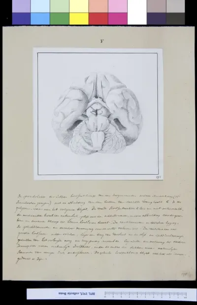 Brain seen from below