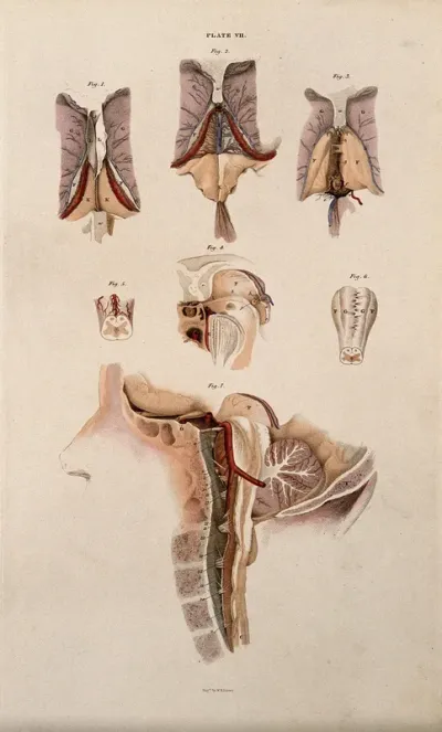Brain: seven figures illustrating various portions, including cross-section of the base of the brain