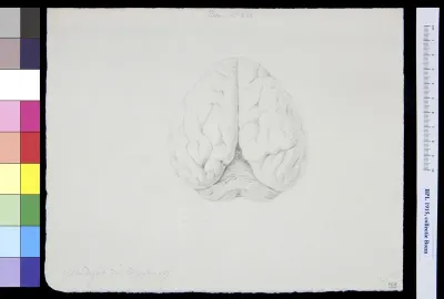 Brain
