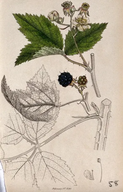 Bramble (Rubus fruticosus): flowering and fruiting stems with floral segments