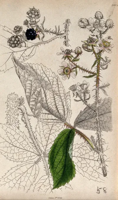 Bramble (Rubus species): flowering and fruiting stems with leaf