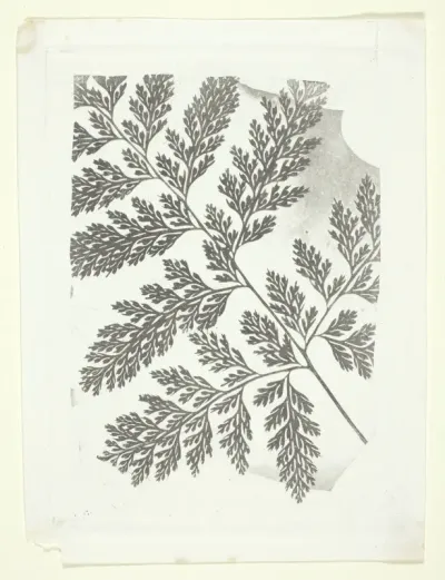 Branch of a Fern