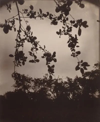 Branche de pommier