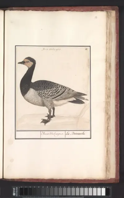 Brandgans (Branta leucopsis)