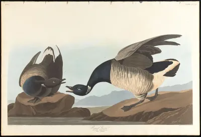Brant Goose