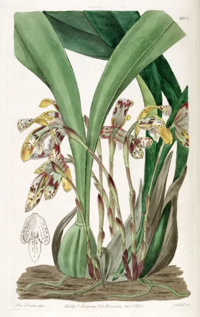 Brasiliorchis picta