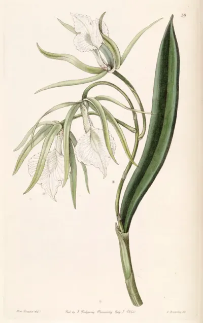 Brassavola venosa