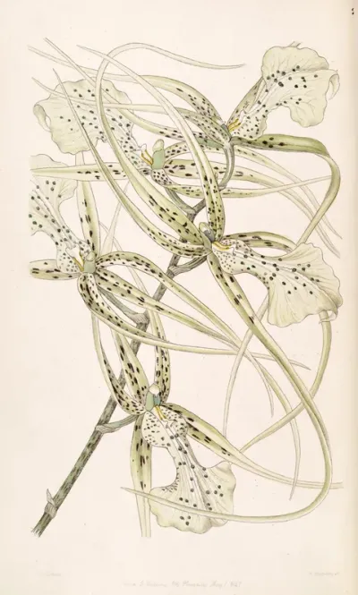 Brassia verrucosa
