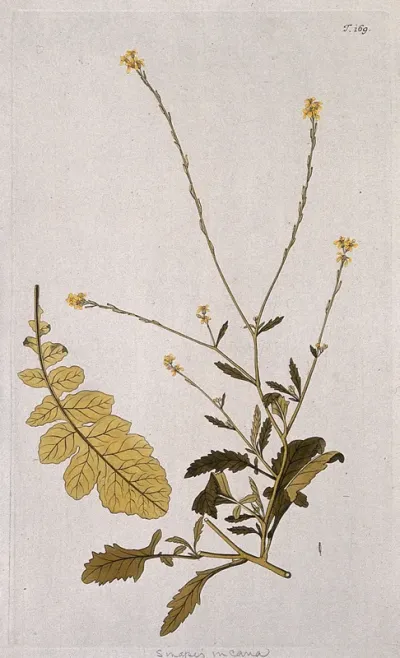 Brassica adpressa Bois: flowering stem with separate leaf
