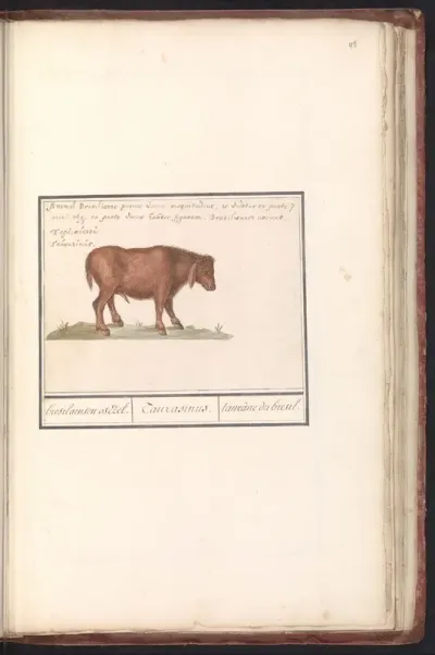 Braziliaans rund (Bos taurus)