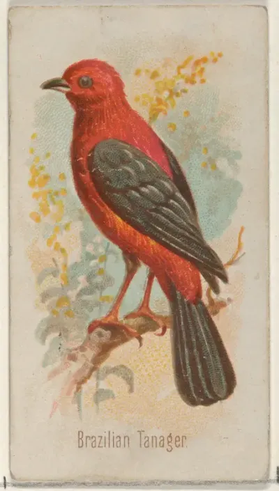 Brazilian Tanager, from the Song Birds of the World series (N23) for Allen & Ginter Cigarettes