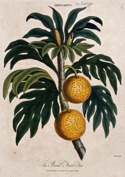 Breadfruit (Artocarpus altilis): fruiting branch