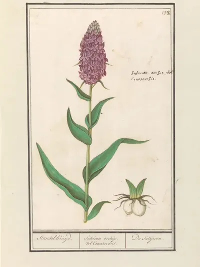 Brede orchis (Dactylorhiza majalis)