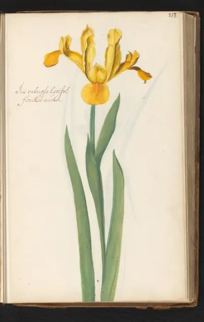 Breedbladige gele lis (Iris)