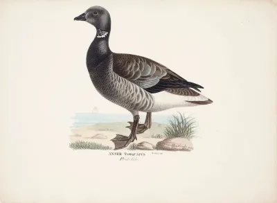 Brent Goose