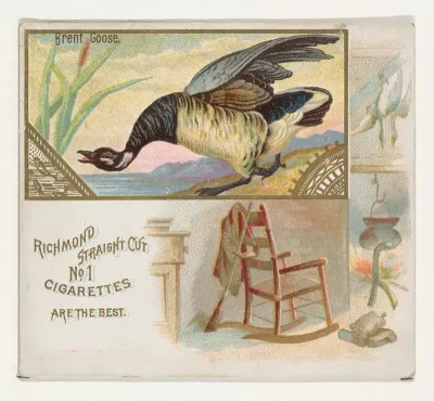 Brent Goose, from the Game Birds series (N40) for Allen & Ginter Cigarettes