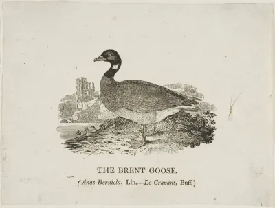 Brent Goose