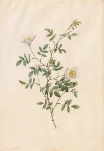 Brier Bush Rose or Dog Rose (Rosa Sepium Rosea)