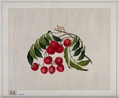 Bright, cherry-red berries, with green leaves
