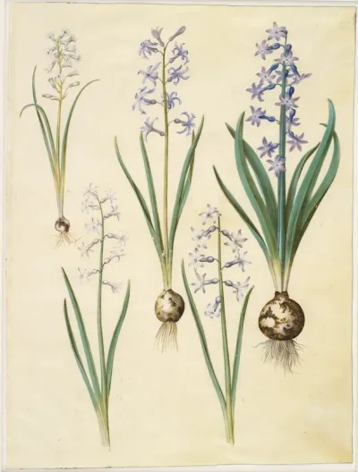 Brimeura amethystina (pyrenæisk hyacint); Hyacinthus orientalis (almindelig hyacint)