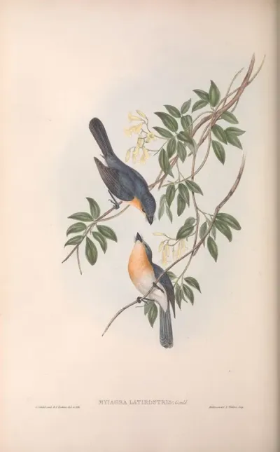 Broad-billed Flycatcher