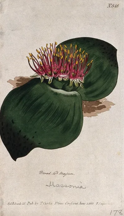 Broad-leaved masson (Massonia sanguinea): flowering plant