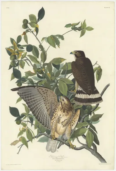 Broad winged Hawk