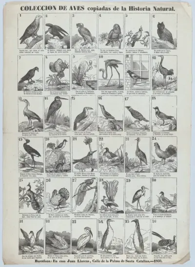 Broadside with images of 36 birds