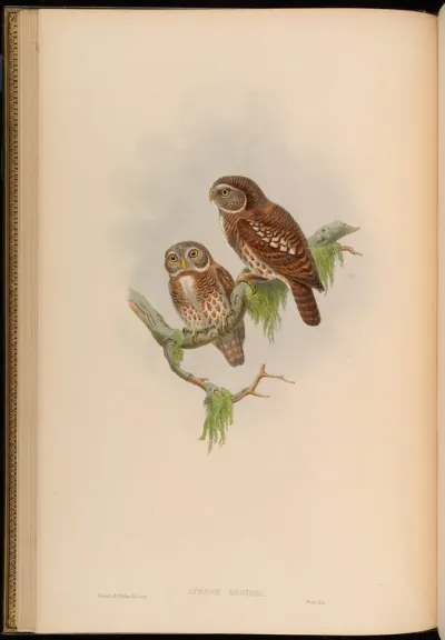 Brodie's Owlet