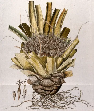 Bromelia karatas L.: flowering stem with roots and separate sections of fruit with seed