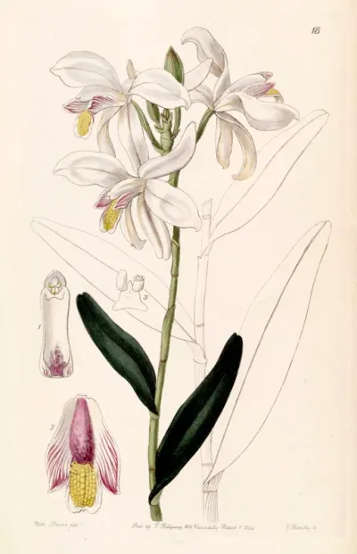 Bromheadia finlaysoniana (as syn. Bromheadia palustris)