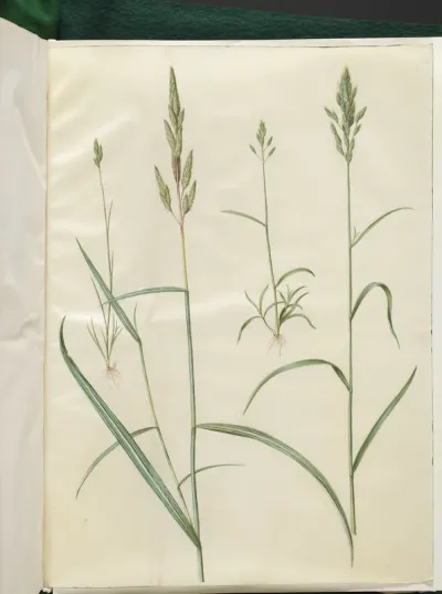 Bromus hordeaceus (blød hejre); Phalaris arundinacea (stribegræs)