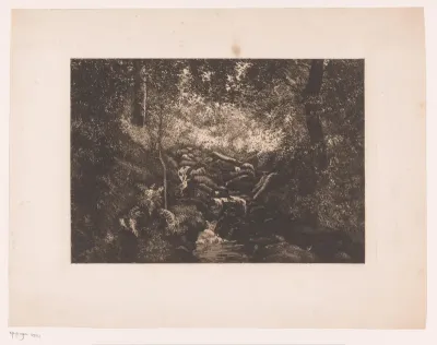 Bron van een beek in het bos