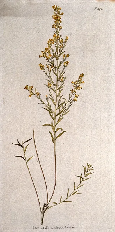 Broom (Genista sibirica L.): flowering stem