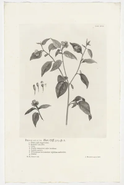 Browallia americana