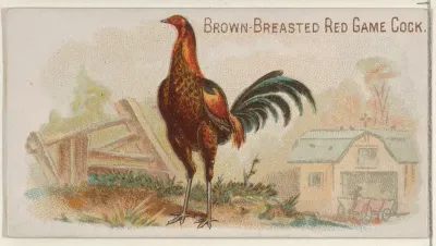 Brown-Breasted Red Game Cock, from the Prize and Game Chickens series (N20) for Allen & Ginter Cigarettes