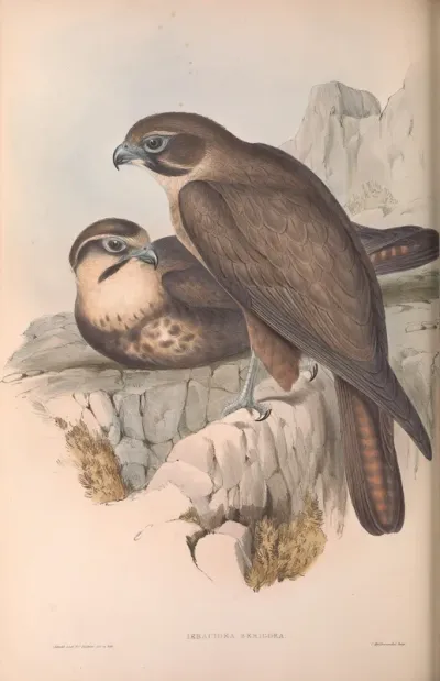 Brown Hawk