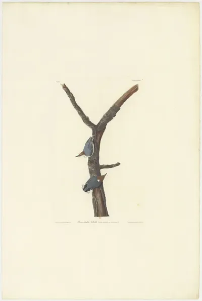 Brown Headed Nuthatch