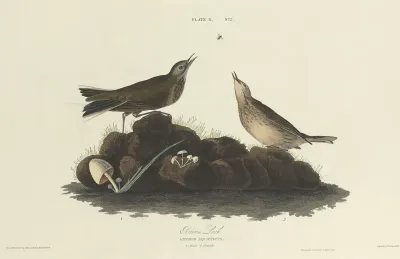 Brown Lark