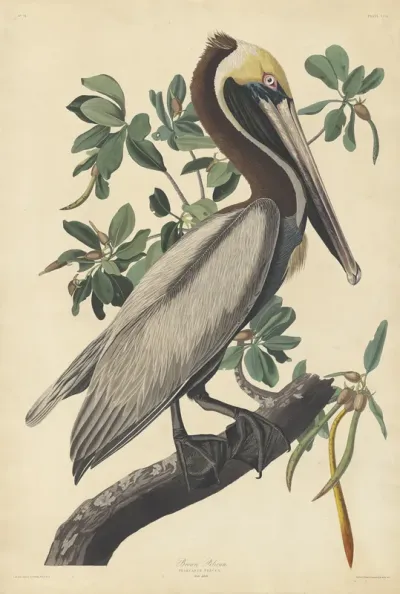 Brown Pelican