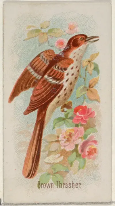 Brown Thrasher, from the Song Birds of the World series (N23) for Allen & Ginter Cigarettes