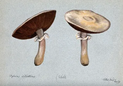 Brown wood mushrooms (Agaricus silvaticus): two fruiting bodies