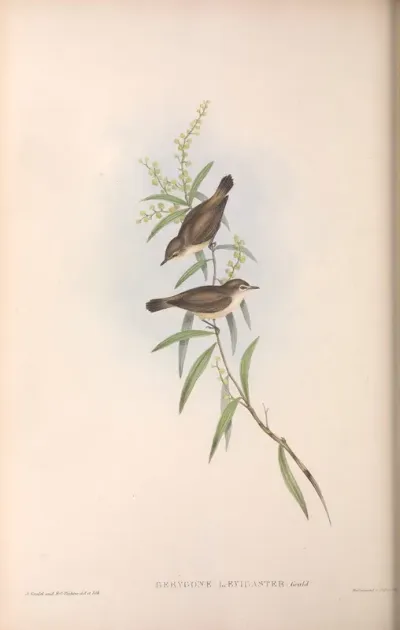 Buff-breasted Gerygone