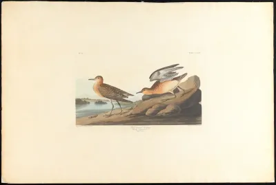 Buff breasted Sandpiper