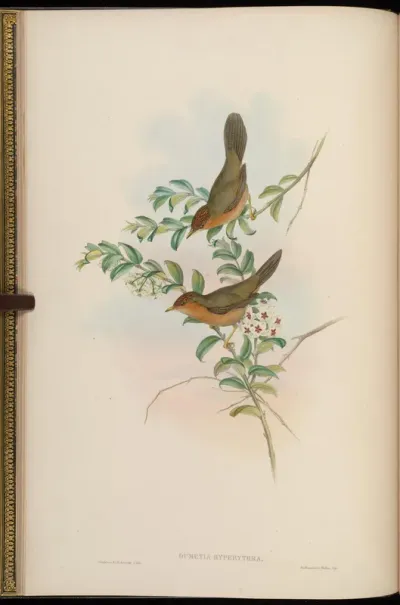 Buff-throated Dumetia